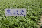 中超前7轮五大宝藏引援！领头羊+有马莱莱大连 都成功捡漏